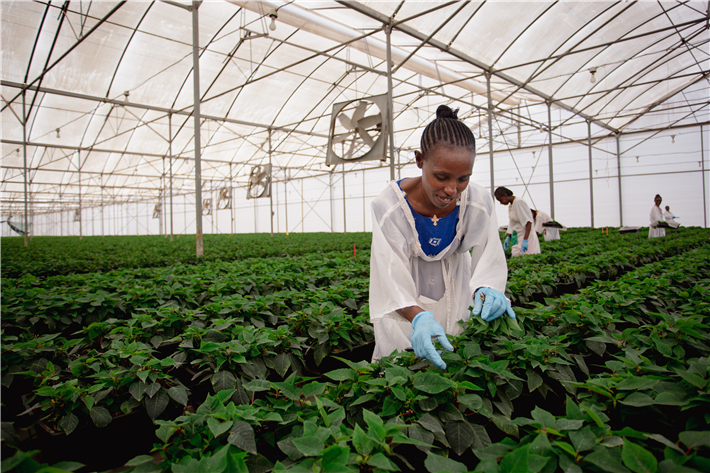 Gärtnerin auf Stecklingsfarm, © Fairtrade / Hilina Abebe 