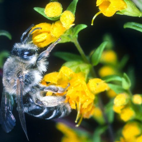 Zahntrost Sägehornbiene (Weibchen) beim Nektarsaugen am Gelben Zahntrost (Odontites lutea) © deutschland-summt.de