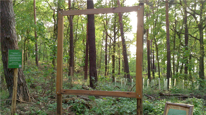 Mischwaldprojekt der Berliner Forsten mit Fotorahmen für Besucher*innen. © IUFRO, Gerda Wolfrum