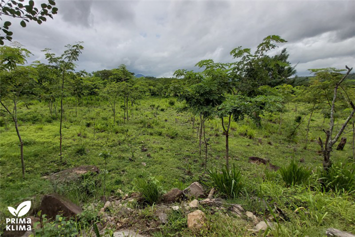 Projektfläche in Nicaragua © PRIMAKLIMA