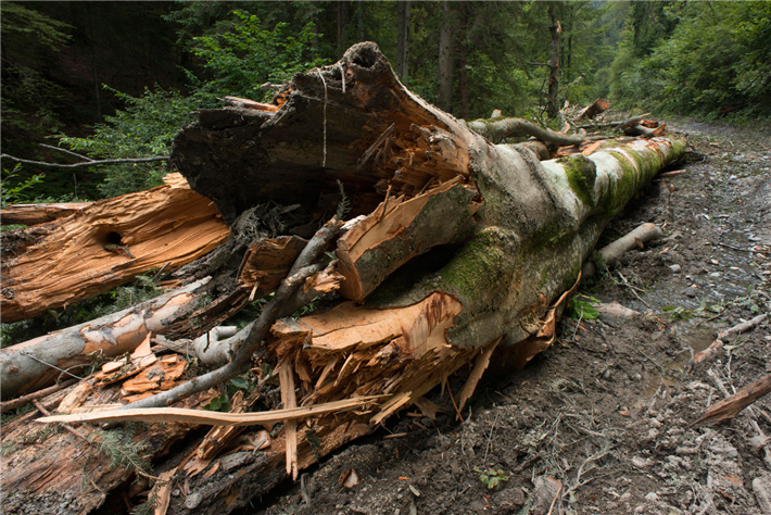 In den rumänischen Karpaten schreitet die Zerstörung wertvoller Wälder ungemindert voran, auch für die Produktion von Holzbiomasse. Das Vertragsverletzungsverfahren gegen die rumänischen Behörden ruht seit Monaten. © Matthias Schickhofer