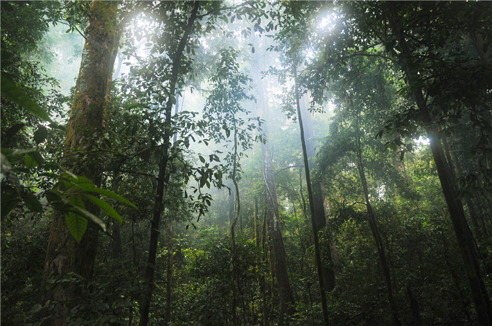 Tropische Wälder fungieren unter anderem als wichtige Kohlenstoffsenke und tragen so zur Klimaregulierung bei. Außerdem leisten sie durch die Bereitstellung von Habitat für eine große Vielfalt an Arten einen bedeutenden Beitrag zum Erhalt der Biodiversität. © stokpic, pixabay.com