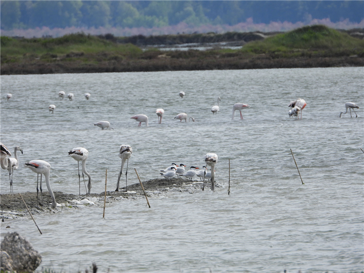 Für Flamingos und Raubseeschwalben ist die Narta-Lagune ein bedeutendes Rastgebiet. © Zydjon Vorpsi