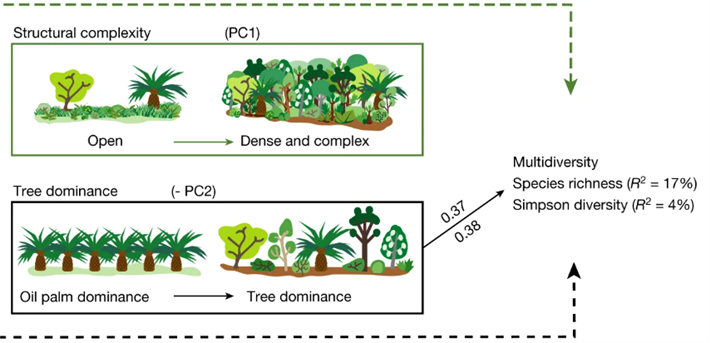 Höhere Biodiversität ohne Produktionseinbußen: Werden Palmöl-Plantagen mit Bauminseln durchsetzt, lässt sich der Artenschutz ohne ökonomische Verluste erhöhen. © Zemp et al in nature