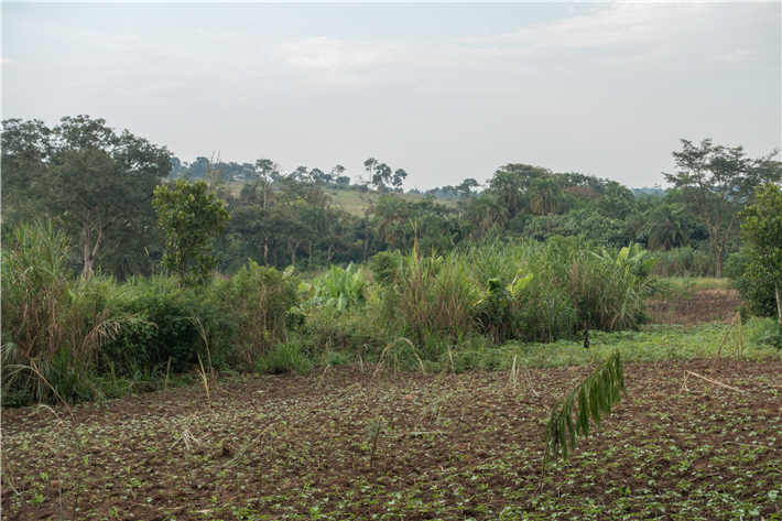 'Die Ausweitung landwirtschaftlicher Flächen ist ein Hauptgrund für die Entwaldung in der Projektregion im Westen Ugandas'. © Dr. Tobias Vorlaufer 