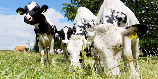 Wissenslücken bremsen Fortschritte beim Tierschutz in der EU. Nach Ansicht von Forscherinnen der Universität Hohenheim bieten die laufenden EU-Reformen große Chancen für die gezielte Förderung von Betrieben – aber dafür müssen Tierwohl-Daten systematisch mit der Landwirtschafts-, Handels- und Ernährungspolitik verknüpft werden. © Universität Hohenheim / Angelika Emmerling