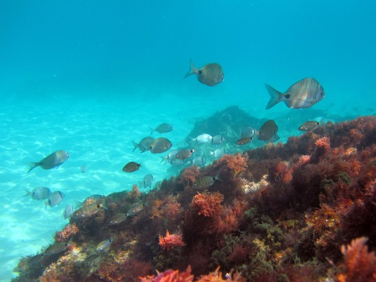 Erwachsene Meerbrassen verschiedener Arten schwimmen häufig zusammen über Seegraswiesen oder mit Algen bewachsenen Felsen an der Algarveküste. Auch die Jungfische in der Ria Formosa Lagune leben in solchen artenübergreifenden Schwärmen, in denen die verfügbaren Nahrungsressourcen untereinander aufgeteilt und so bestmöglich genutzt werden. © Carolin Müller, Leibniz-Zentrum für Marine Tropenforschung