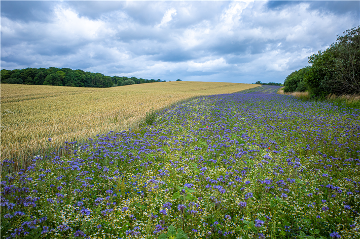 Neben dem braunen Weizenfeld wird, ähnlich wie bei den Blüh-streifen der Lindhorst Gruppe, ein Streifen mit Bienenweiden aus der Gattung Phacelia bepflanzt. © Adobe Stock / #362655969 / stock.adobe.com