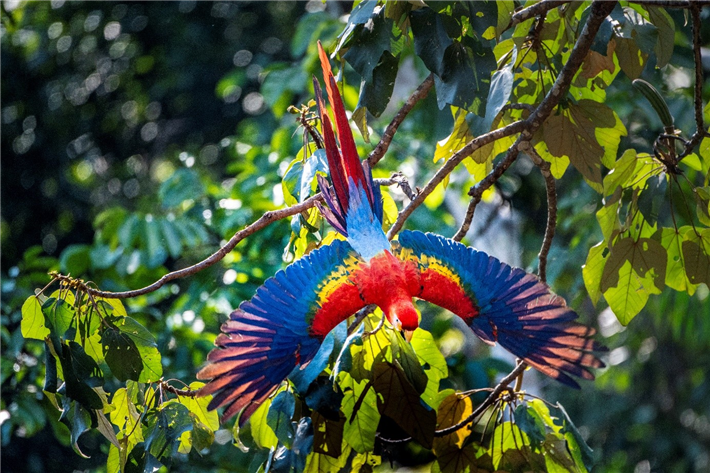 Ara in Amazonien © Michael Martin