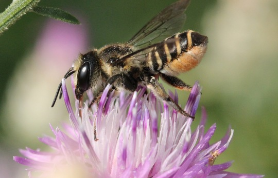 Blattschneiderbiene auf Flockenblume. © Christian Künast