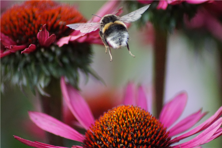 Bestäuber wie Bienen und Hummeln erhöhen die Produktivität. © Carolien van Oijen, unsplash.com