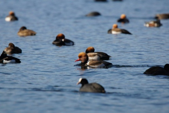 Wasservögel auf dem Bodensee, eine der Partnerregionen der European Living Lakes Association © Global Nature Fund