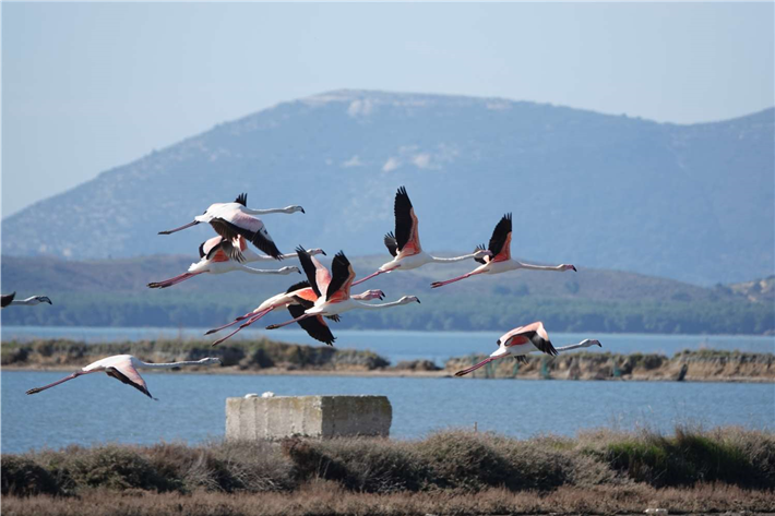 Für Flamingos ist die Narta-Lagune ein bedeutendes Rastgebiet. © Zydjon Vorpsi / PPNEA