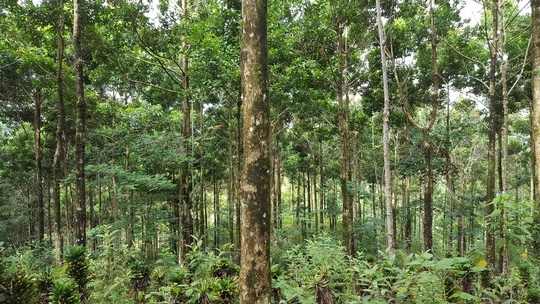 Beispiel für eine Vochysia guatemalensis Plantage in Costa Rica. © Anja Nölte/Universität Freiburg 