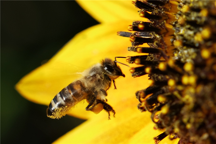 Durch Bestäubung und Pollenflug nimmt die Gentechnik auf ein ganzes Ökosystem Einfluss. © NIL-Foto, pixabay.com