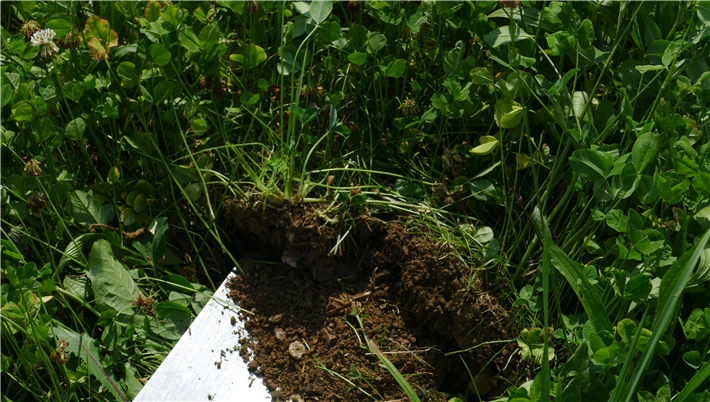 Humusschicht unter einem Kleegrasfeld in Aschheim © Aktion Zukunft+