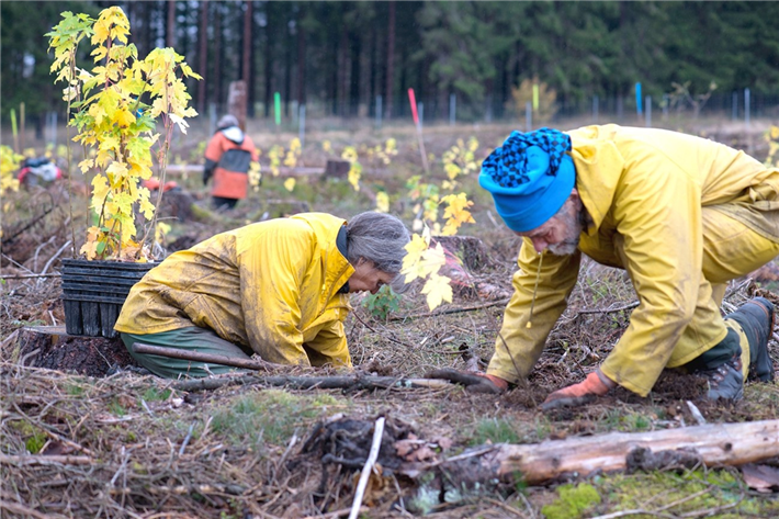 Freiwillige pflanzen Bergahorn auf Freifläche in Braunlage (Harz), ehemalige Fichtenmonokultur, die als Folge der menschengemachten Klimakrise abgestorben ist. © Bergwaldprojekt e.V.