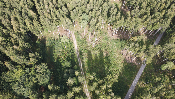 Partiell entwaldete Stellen im Forstenrieder Park werden durch das Crowdfunding-Projekt der Aktion Zukunft+ wieder bepflanzt. © Aktion Zukunft+