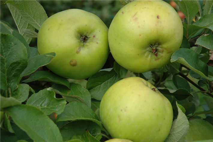  Polygene Resistenz par excellence: Die alte Sorte 'Seestermüher Zitronenapfel' – Massenträger, resistent gegen Schorf, Mehltau und Obstbaumkrebs. Idealer Kreuzungspartner für eine ökologisch orientierte Züchtung. © Hans-Joachim Bannier