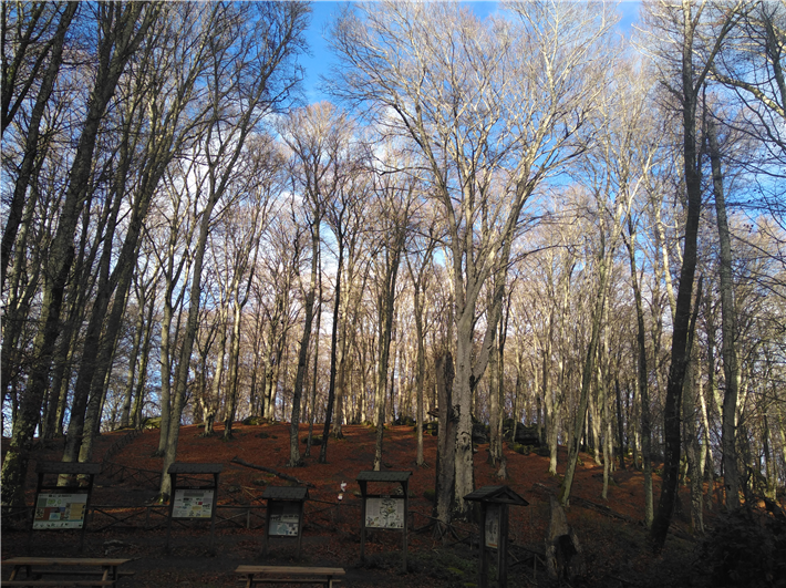 Das Naturschutzgebiet Monte Cimino in der Nähe der Universität Tuscia in Süditalien (Dezember 2023). Das Natura 2000-Gebiet beherbergt alte Buchenwälder und gehört zum UNESCO Weltnaturerbe (Alte Buchenwälder und Buchenurwälder der Karpaten und anderer Regionen Europas), © Christine Schmitt