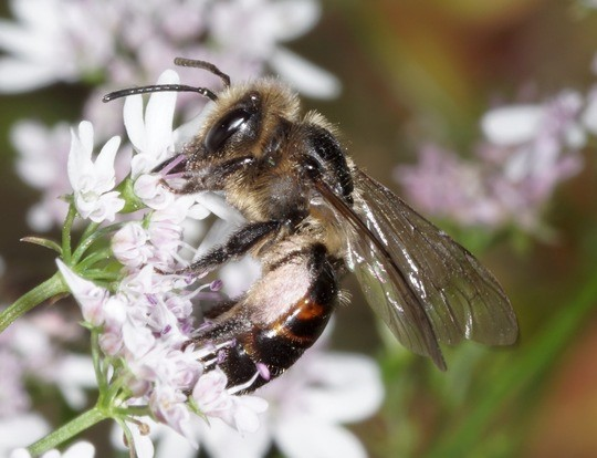 Im Bliesgau zu Hause: Die Wildbiene Andrena rosae steht auf der roten Liste der in Deutschland gefährdete Arten. © Ronald Burger