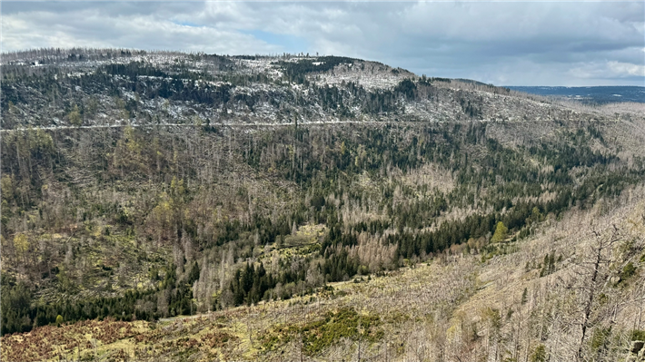 Das Waldsterben im Harz aus Sicht der Hahnenkleeklippen © dieUmweltDruckerei