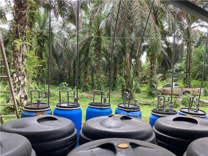 Biodünger Produktion auf einer Palmenplantage in Sabah © BOS 