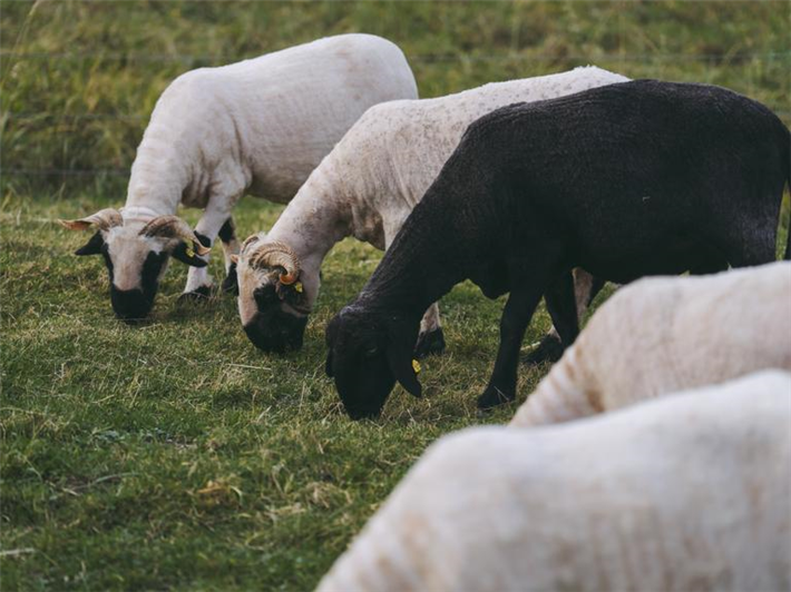 © Dominika Teluchovà