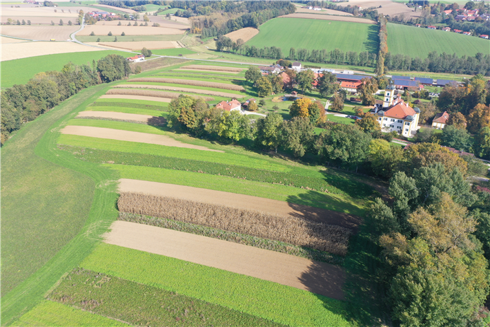 Parallele Anbauverfahren des Feldlabors © Bayerische Landesanstalt für Landwirtschaft (LfL)