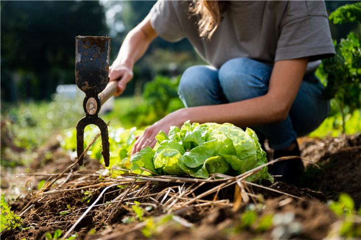 Jeder Garten ist anders: Lokale Beobachtungen zu Boden, Wetter und Pflanzenwachstum helfen der gesamten Community, klimaresilient zu gärtnern. © Fryd