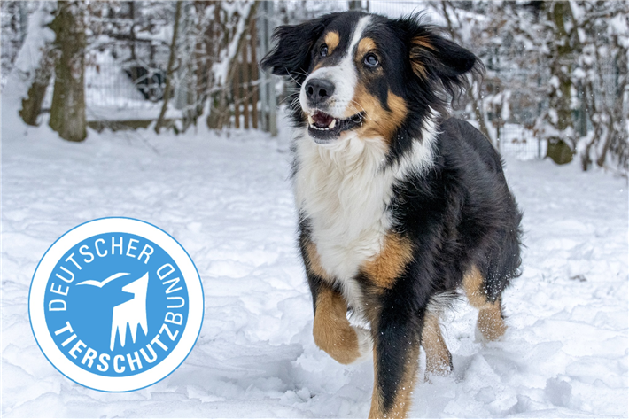 © Deutscher Tierschutzbund e.V., Axel Nees