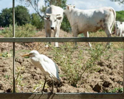 Vogel trifft Hoftier auf dem Bio-Landgut LaSelva. © LaSelva