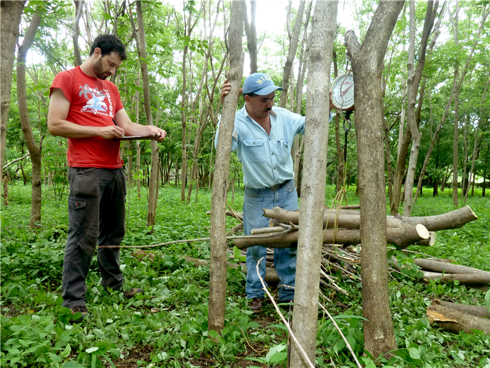 Biomasseberechnung: Verschiedene Baumarten von unterschiedlichen Waldflächen werden gemessen und gewogen. Dies ergibt präzise Informationen zum CO2-Haushalt der Bäume. © myclimate