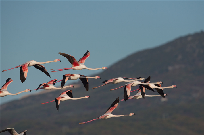 Flamingos und andere Arten werden von den Schutzmaßnahmen, die nun endlich konsequent angegangen werden können, profitieren. &copy; Peter Sackl