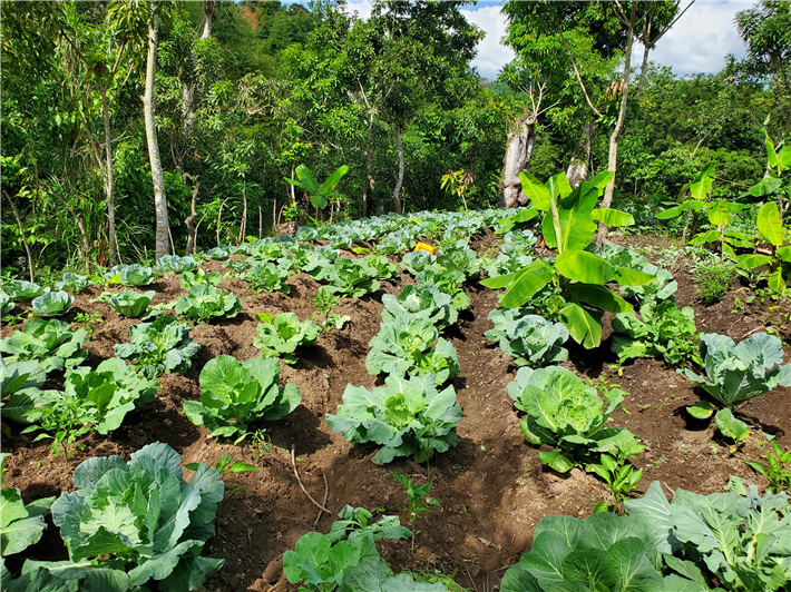 Zu sehen ist ein Kohlfeld in Vallières, Haiti. Die Fläche soll schrittweise in ein Agroforstsystem überführt werden. Erste Baumsetzlinge zeigen den geplanten Wandel – hin zu einer vielfältigeren, nachhaltigeren Landnutzung. &copy; OroVerde