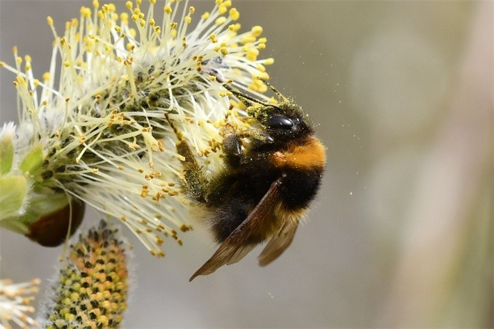 Eine Gartenhummel-Königin (Bombus hortorum agg.) an einer Weidenblüte (Salix sp.) &copy; Jann Wübbenhorst