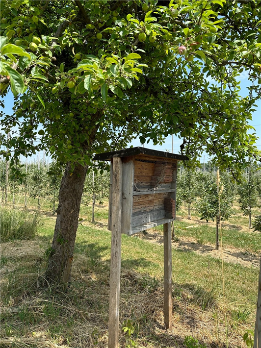 Wildbienen-Nisthilfen sorgen dafür, dass die Bestäuber direkt in den Obstanlagen schlüpfen. &copy; Bodensee-Stiftung