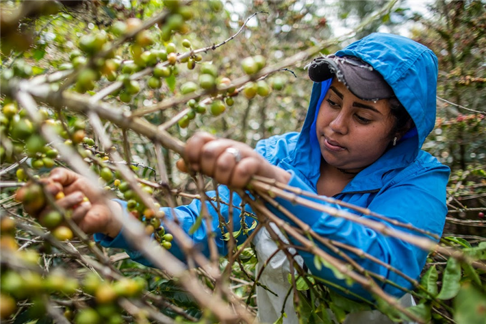 Coffee, Nicaragua, Acorn, Dream Fund, Climate Heroes &copy; Solidaridad