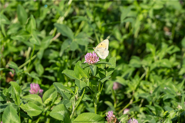 Bio steht für weite Fruchtfolgen; hier Kleegras als bodendüngende Zwischenfrucht, die auch Insekten reichlich Nahrung bietet. Der GLÖZ-Standard Nr. 7 'Fruchtfolge im Ackerland' ist damit z.B. automatisch erfüllt. &copy; Being Organic in EU 