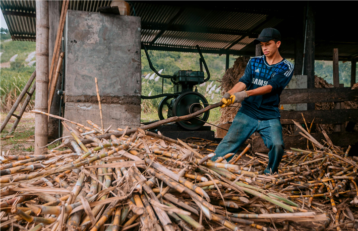 Sugarcane is a feedstock for alternative materials like bioplastics and bio-based packaging. © Stiven Rivera, Pexels