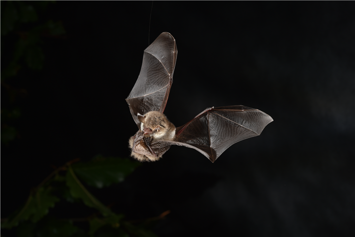 Fransenfledermaus &copy; florian-gloza-rausch