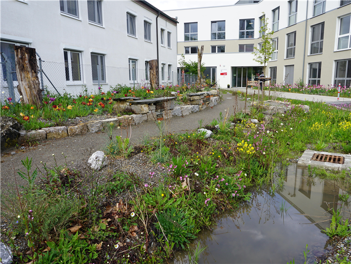 Die neu angelegte Biodiversitätsfläche am Neubau Haus Raphael der Stiftung Liebenau zeigt, was auf kleiner Fläche möglich ist: Retentionsmulde, Totholz-, Stein- und Sandstrukturen sowie Sitzgelegenheiten wurden arrangiert und naturnah mit heimischen Ansaaten und Stauden bepflanzt. Eine solche Fläche hält Dürre besser aus, kann bei Starkregen mehr Wasser aufnehmen und die Umgebungstemperatur durch ein günstiges Mikroklima senken. Darüber hinaus bietet sie Lebensraum und Nahrung für heimische Tiere und steigert die Aufenthaltsqualität für Menschen. &copy; Bodensee-Stiftung