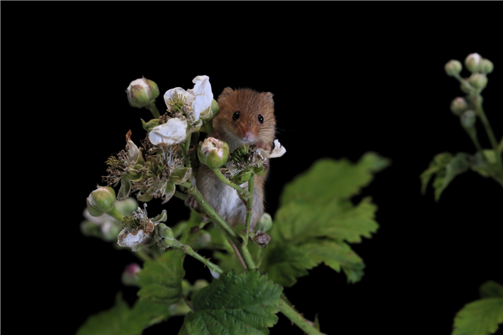 Zwergmaus &copy; imageBROKER / Jürgen & Christine Sohns