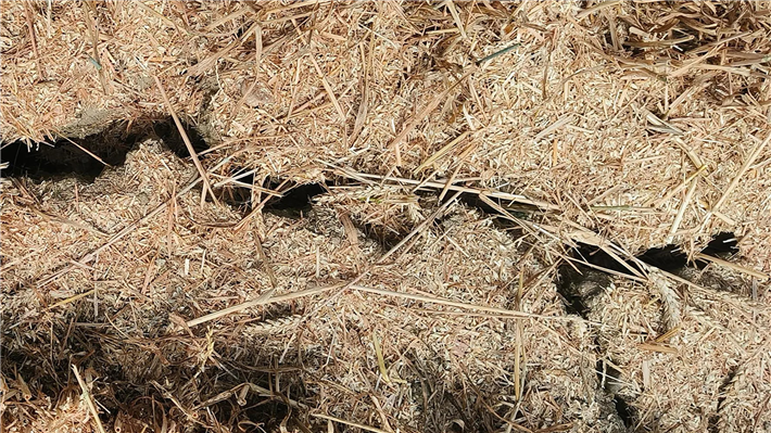 Stark ausgetrocknetes Getreidefeld in der Region Neuenburg, Schweiz &copy; Gaudenz Hurter