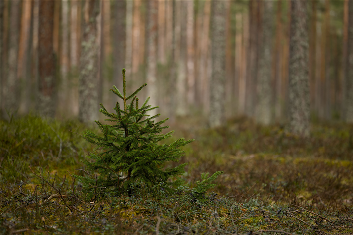 &copy; Lauri Poldre, pexels.com