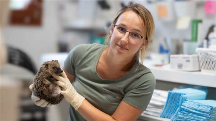 Sandra Kühnert vom Verein Stachelnasen Zwickauer Land kümmert sich um einen Igel &copy; Ariane Cyprian Fotografie