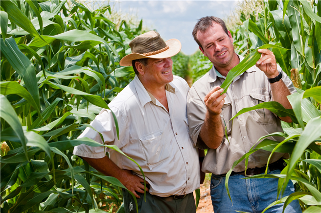 Beratung im Maisfeld: Curtis Troubert (links), Vertriebsspezialist bei Bayer, im Gespräch mit dem südafrikanischen Landwirt Stefan Ferreira (rechts). Foto: Bayer CropScience AG