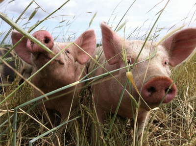 Zwei junge Schweine in Freilandhaltung bei Bauer Schulz, Partnerbauer von MeinekleineFarm.org. © MeinekleineFarm.org