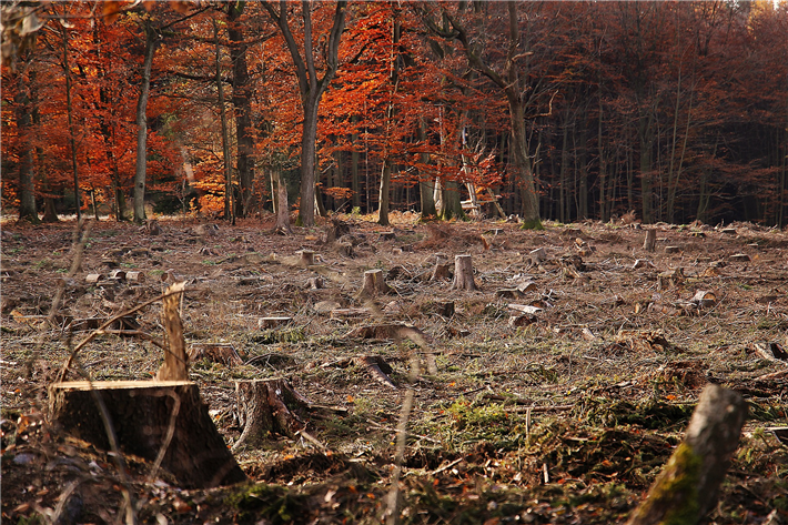 Abholzung ist nur ein Problem, welchem sich unsere Böden jeden Tag aufs Neue stellen müssen. © pixel2013, pixabay.com
