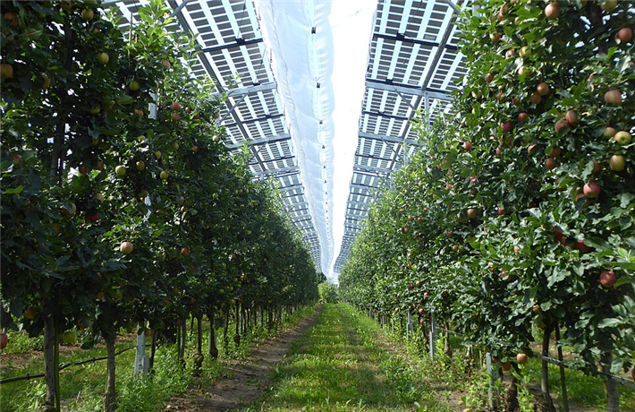 &copy; agri-pv-anlage_kressbronn_clisamiri, commons.wikimedia.org, cc by-sa 4.0